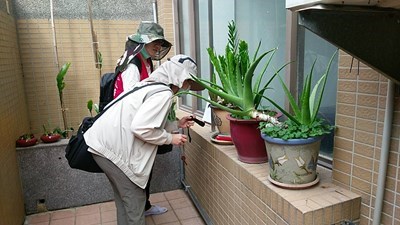 中市登革熱境外移入增　出國需落實防蚊